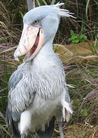 "Shoebill" Leader & Follower - LeRobot Compatible, GELLO Leader Kinematics, 7 DoF